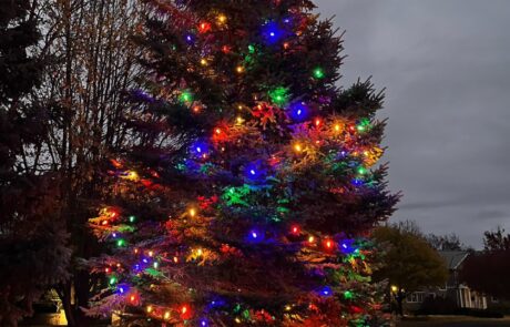 Multicolor Christmas lights on an evergreen tree along a front walkway, installed by Lighting Squad